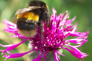 Buff tailed bumblebee © www.northeastwildlife.co.uk