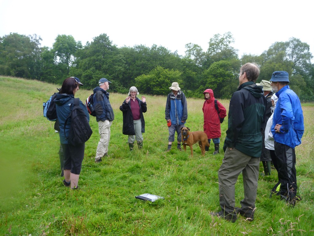 Discussing meadow management